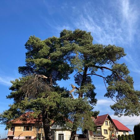 The Pines Boutique Villa Brašov Exteriér fotografie