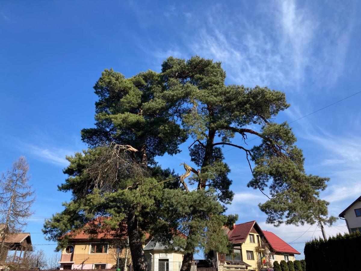 The Pines Boutique Villa Brašov Exteriér fotografie